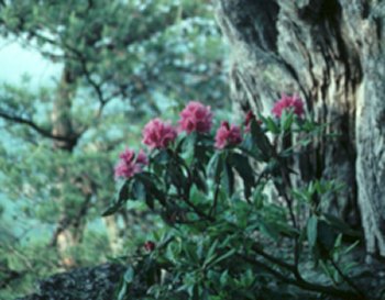 Purple Laurel